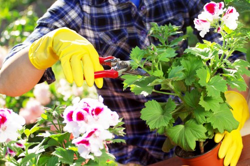 Professional tree removal service in Marylebone near residential buildings