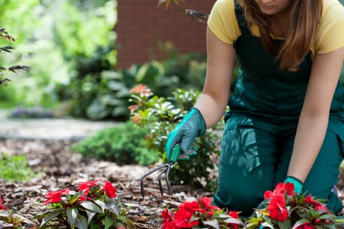 Professional arborist assessing tree health in an urban London setting