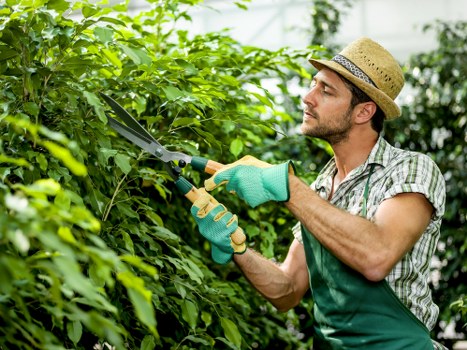 Keyboard navigation and accessible interface for Marylebone tree surgeons